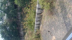  Plot For Sale in BPTP Parklands, Sector 76