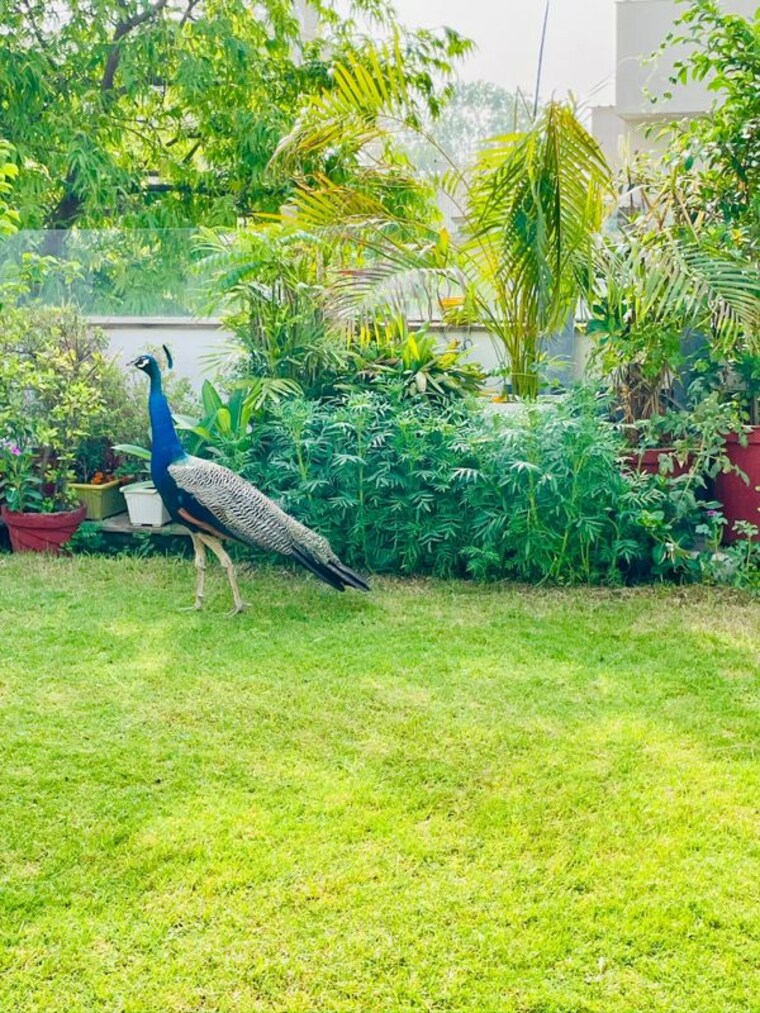 Garden, safdarjung enclave 3 Bedroom 2000 Sq.Ft. Builder Floor In Safdarjung Enclave Delhi 9923389