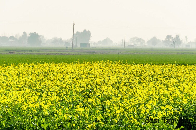 Cover Image, farukh nagar sector 1  26775 Sq.Yd. Plot In Farukh Nagar Sector 1 Gurgaon 9924049