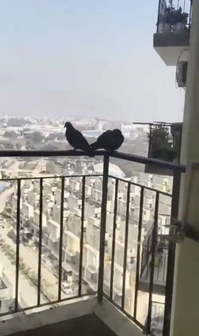 Kitchen, amrapali-enchante 2 Bedroom 850 Sq.Ft. Apartment In Tech Zone 4 Greater Noida Greater Noida 9932116