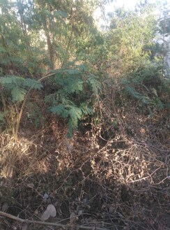 Plot For Sale in Anand Vihar Apartment Dilsukh Nagar