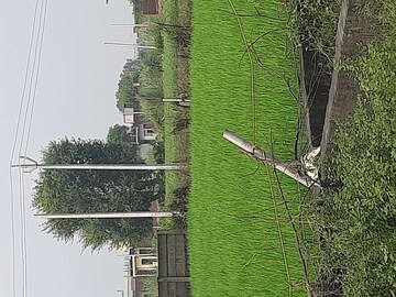 Plot Area in  Plot at Sector 63a – for Sale