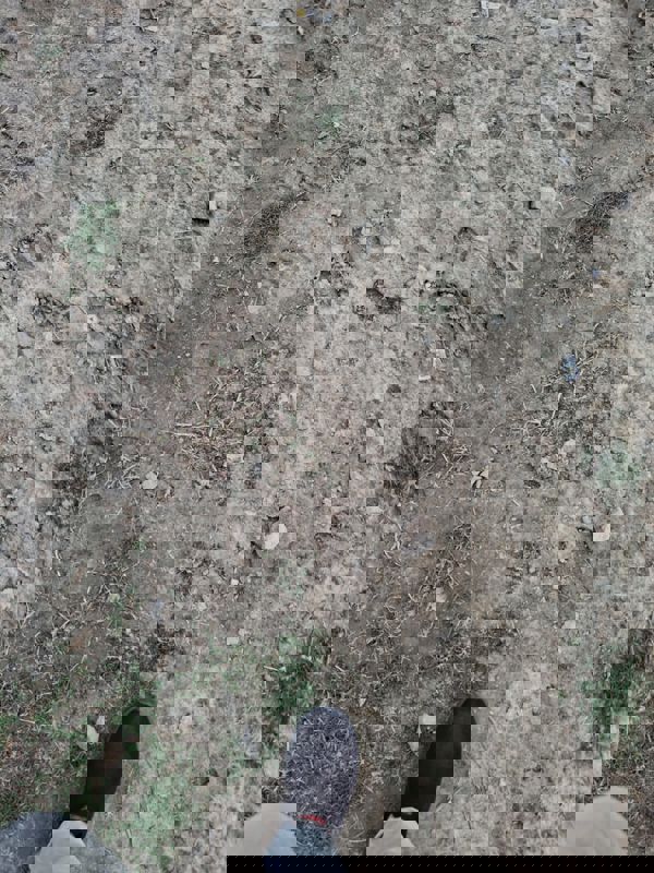 Plot Area in  Plot at Gosainganj – for Sale