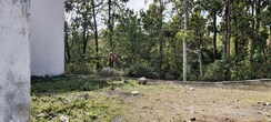 Plot For Sale in Malsi