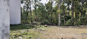 Plot For Sale in Malsi