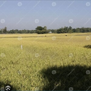 Plot Area in  Plot at Olpad – for Sale