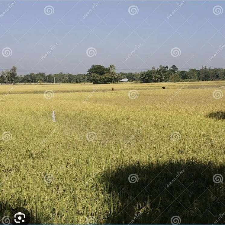 undefined, olpad  2844 Sq.Yd. Plot In Olpad Surat 9919030