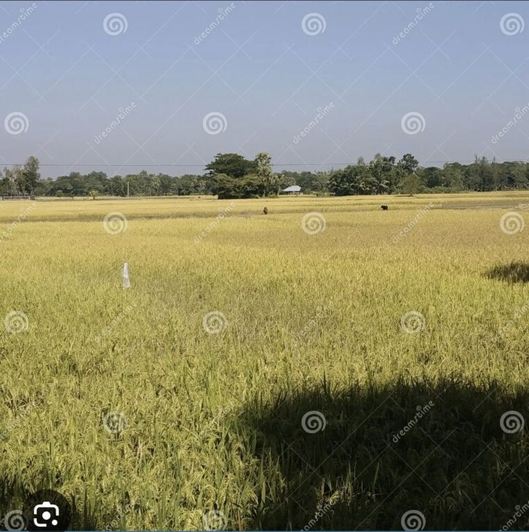 undefined, olpad  2844 Sq.Yd. Plot In Olpad Surat 9919030