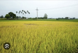 Plot Area in  Plot at Olpad – for Sale