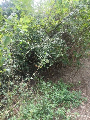  Plot – Exterior View View at Boisar - for Sale