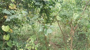  Plot – Exterior View View at Boisar - for Sale