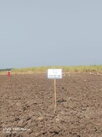 11000 Sq.Yd. Plot in Wagholi