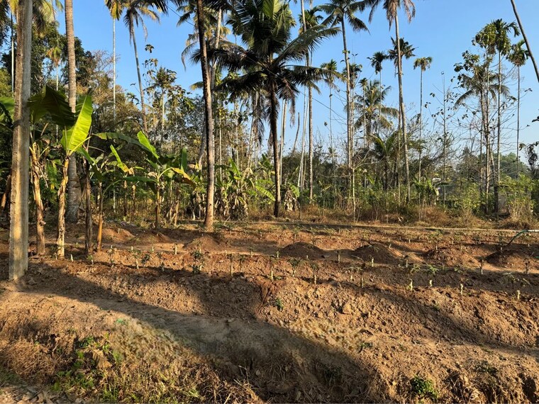 undefined, mala  28314 Sq.Ft. Plot In Mala Thrissur 9920315
