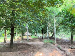 Plot Area in  Plot at Mala – for Sale