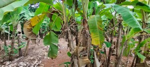  Plot – Exterior View View at Chembukkavu - for Sale