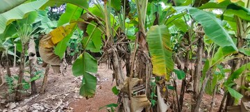  Plot – Exterior View View at Chembukkavu - for Sale