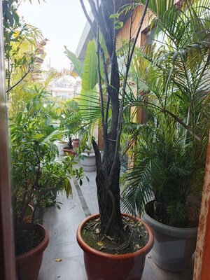 6+ BHK Builder Floor – Garden View at Friends Colony - for Rent