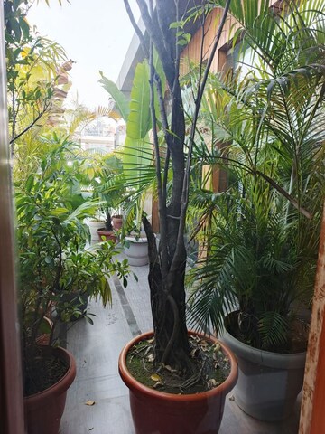 6+ BHK Builder Floor – Garden View at Friends Colony - for Rent