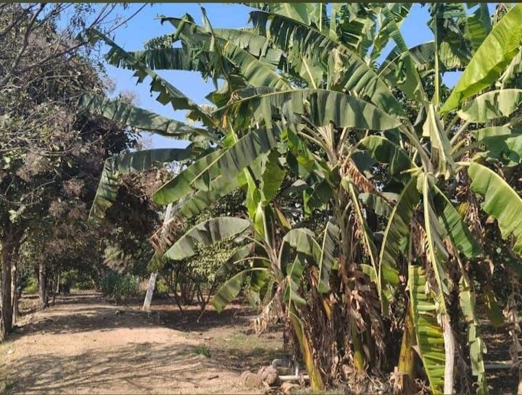 Garden, shankarpalli  121 Sq.Yd. Plot In Shankarpalli Hyderabad 9946503