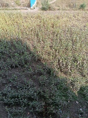 Master Bedroom in 1 BHK Apartment at Hinjewadi – for Rent