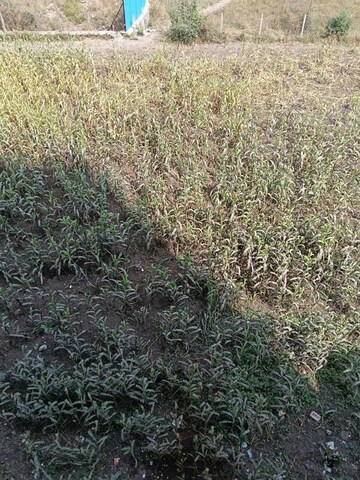 Master Bedroom in 1 BHK Apartment at Hinjewadi – for Rent