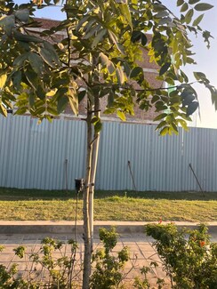 Plot For Sale in Central Park Flower Valley Mikasa Plots