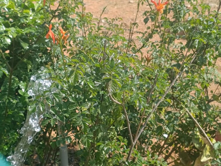 Garden, hoskote  1200 Sq.Ft. Plot In Hoskote Bangalore 9972555