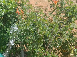  Plot – Garden View at Hoskote - for Sale