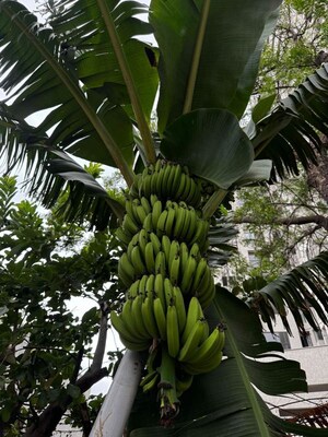 Balcony in 3.5 BHK Villa at Friends Enclave Plots, Mundhwa Road – for Rent