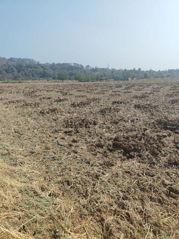 Plot Area in  Plot at Jui – for Sale