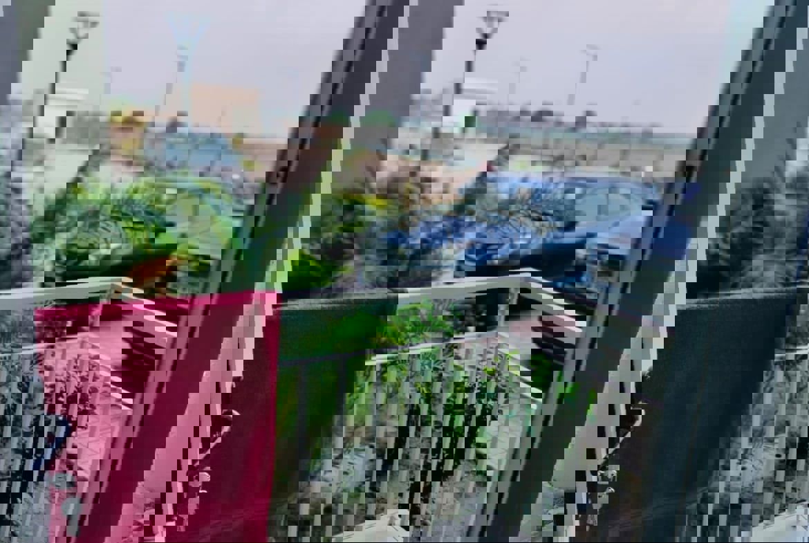 2 BHK 900 Sq.Ft. Apartment in Sushma Joynest MOH