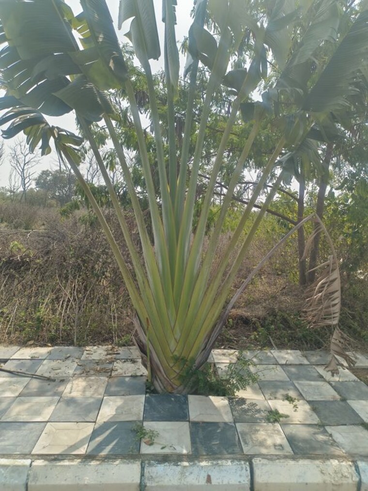 Exterior View, maheshwaram  240 Sq.Yd. Plot In Maheshwaram Hyderabad 10010724
