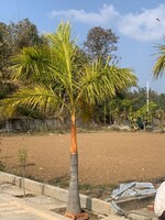 134 Sq.Yd. Plot in Niranjanpur