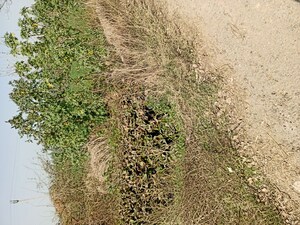  Plot For Sale in Sonia Colony