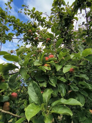 3.5 BHK Apartment – Garden View at M3M Antalya Hills, Sector 79 - for Sale