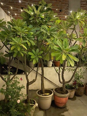 2 BHK Builder Floor – Map Location View at Greater Kailash I - for Rent