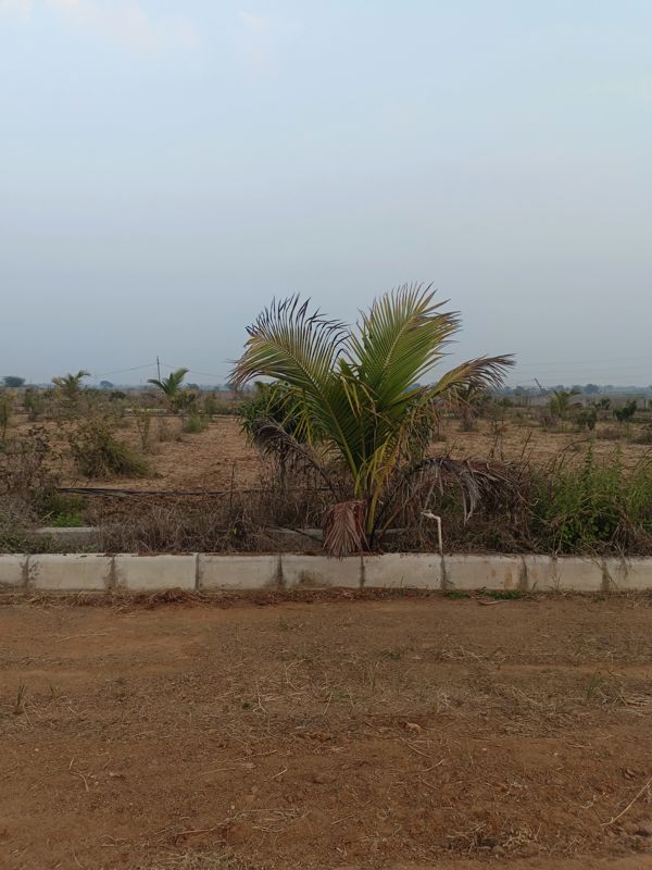 Plot For Sale in Chintapalli