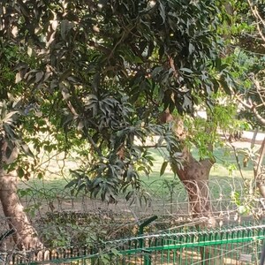 Plot Area in 1 RK Builder Floor at Saket – for Rent