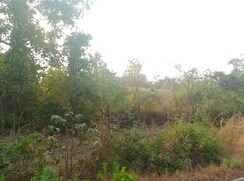 Plot For Sale in Chanje