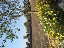 Plot For Sale in Rambha Corona Greens