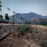 119 Sq.Yd. Plot in Pimpalgaon Bahula