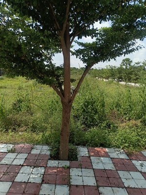 Plot Area in  Plot at Chintapalli – for Sale