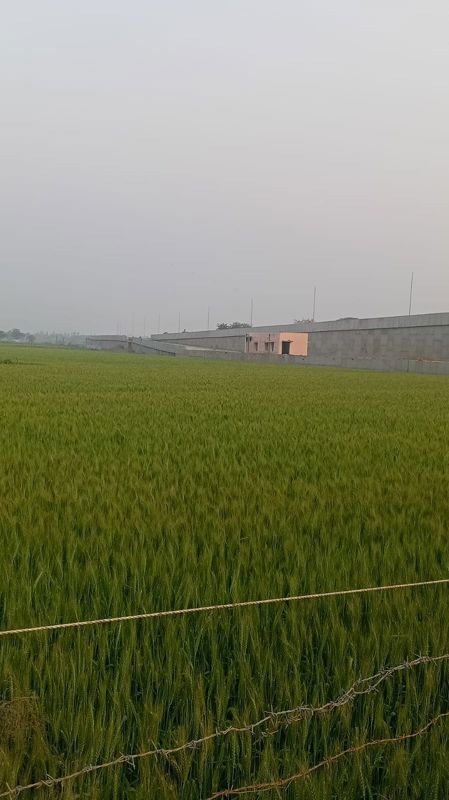 Plot For Sale in Royal Courtyard 62