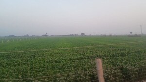  Plot For Sale in Tarc Kailasa, Kirti Nagar