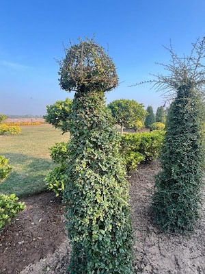  Plot – Garden View at Kurali - for Sale