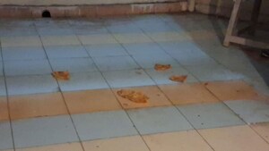  1 BHK Apartment at CGEWHO Kendriya Vihar, Kharghar Sector 11 – for Rent