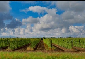  Plot For Sale in DLF Queens Court, Greater Kailash ii