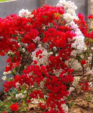  Plot – Garden View at Bhogapuram - for Sale