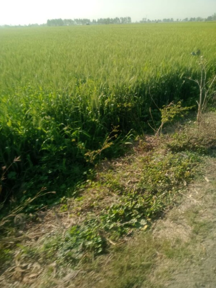 undefined, aerocity Commercial Land 2 Acre In Aerocity Mohali 10058493