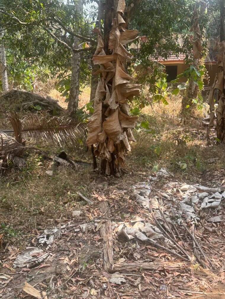 Exterior View, kolazhy  4358 Sq.Ft. Plot In Kolazhy Thrissur 10065124